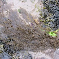 Wireweed